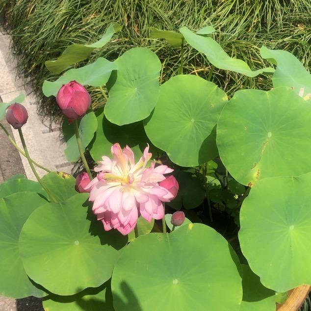 叶子🍃叶子🍃