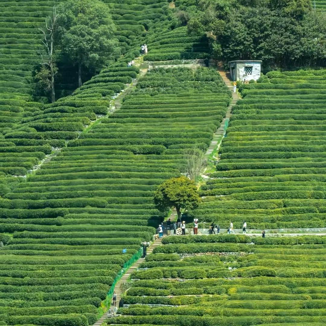 农茶分享（茶农批发）