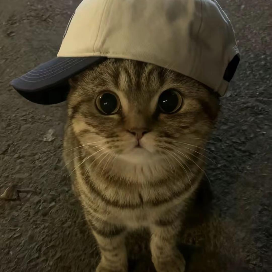 没道鲤