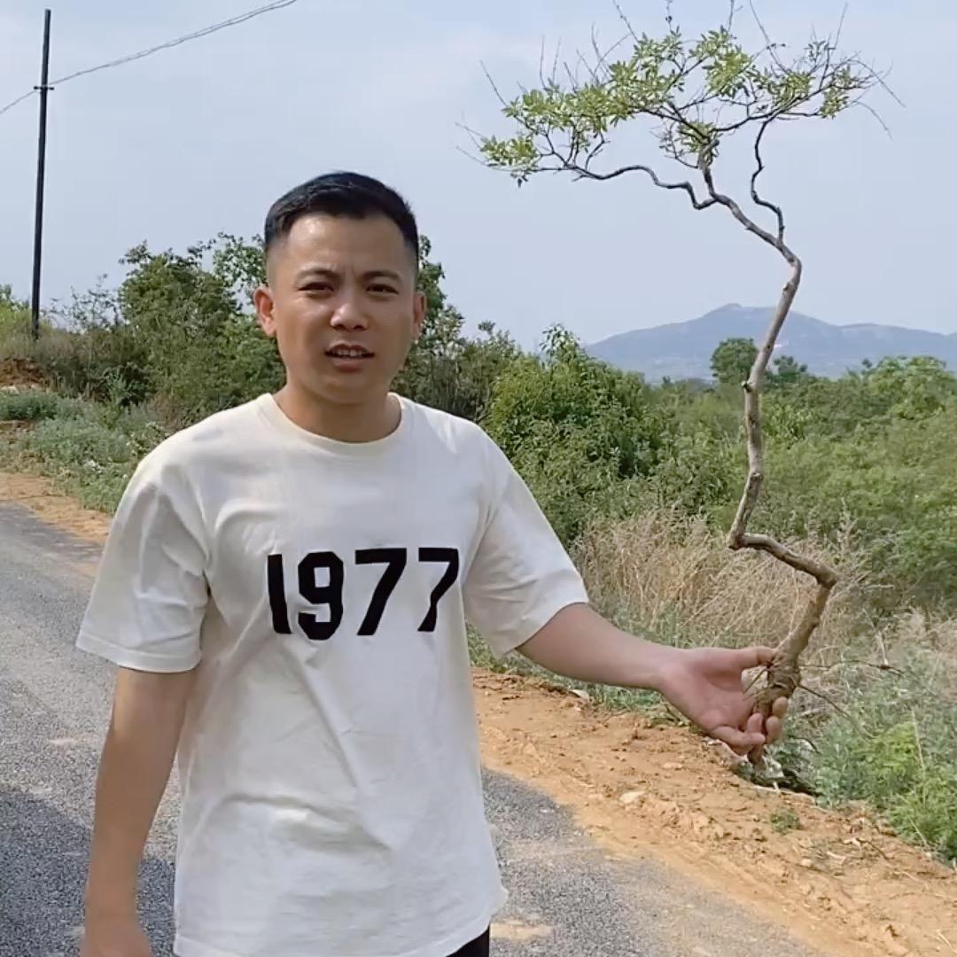 吕掌柜盆景