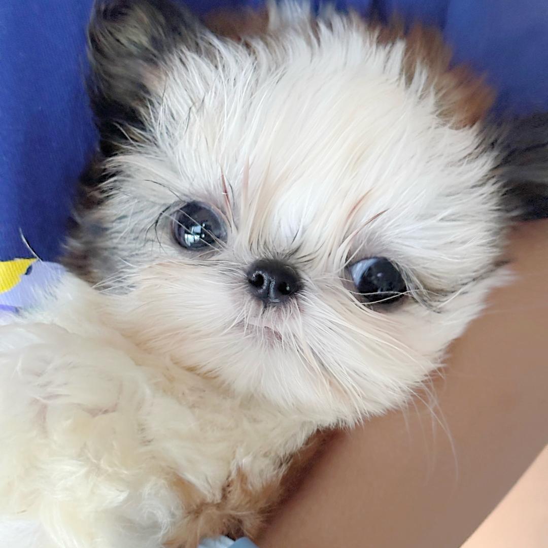 西米露西施犬