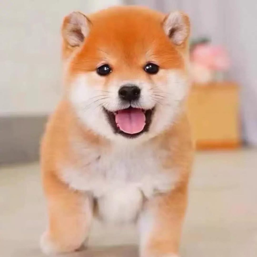 精品农村毛孩子