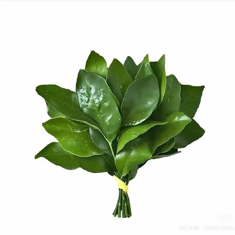 达不溜小不溜呀