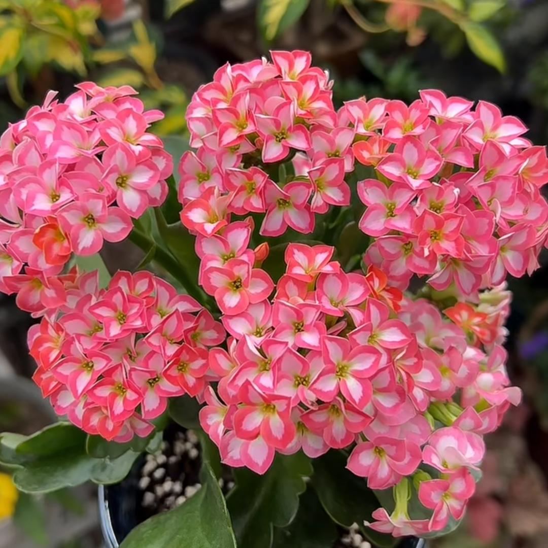 花花家长寿花