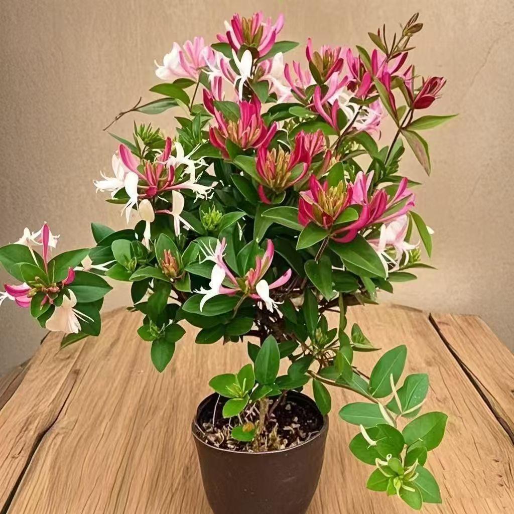 一飘香花卉园艺
