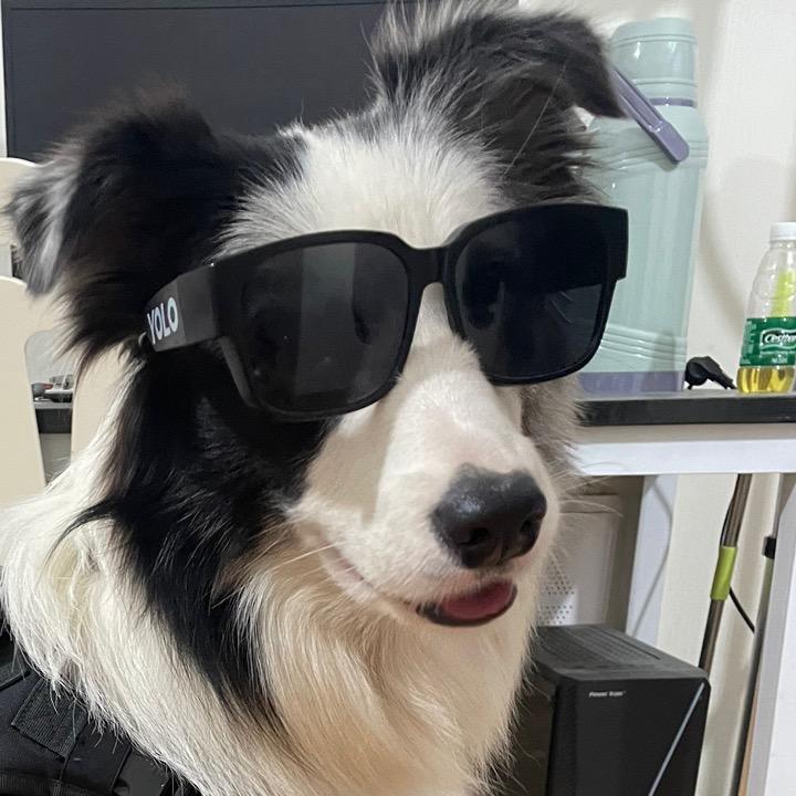 边牧奥利奥
