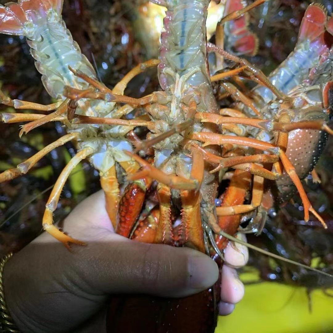 三锅卤虾