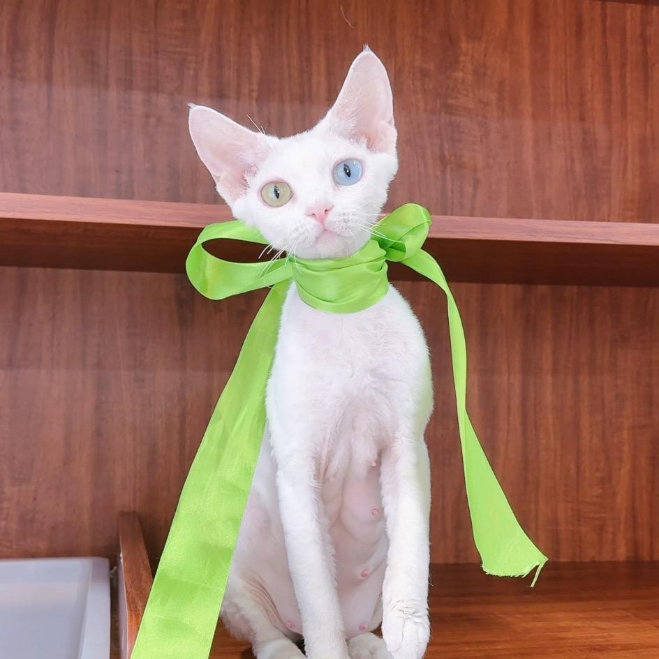 喵霸家的德文猫