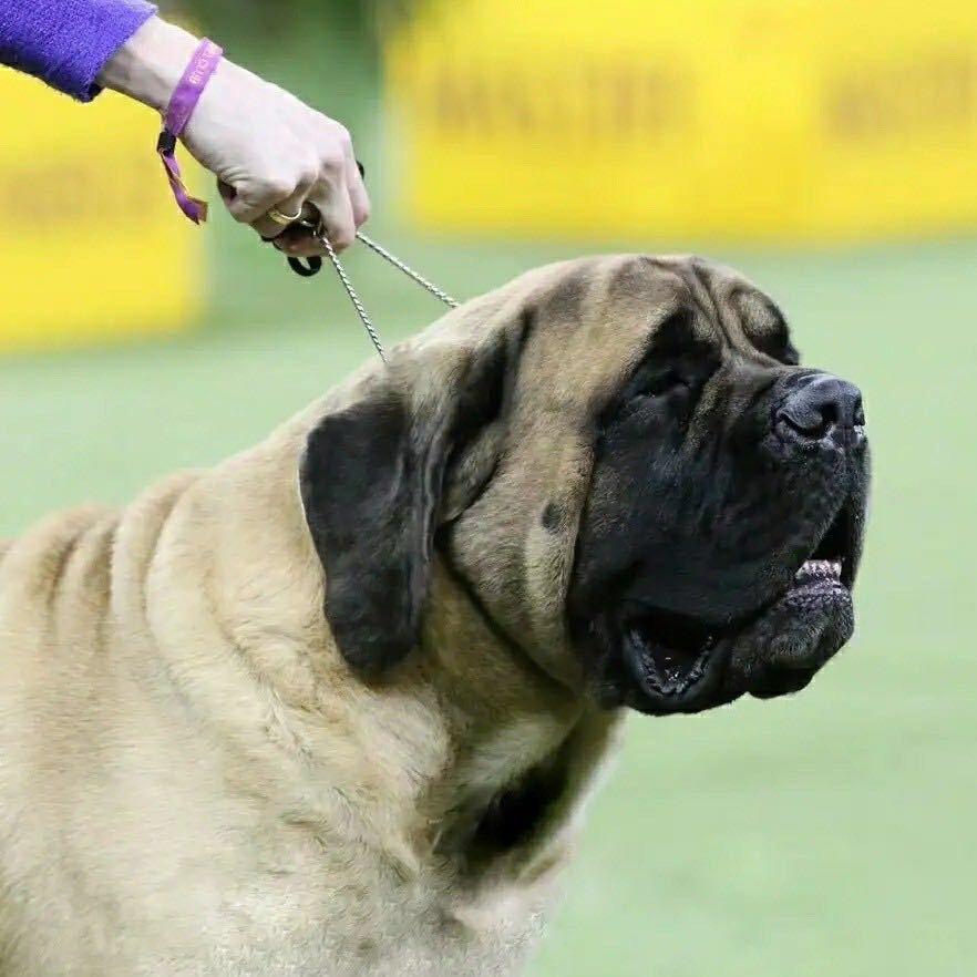 犬种盲盒