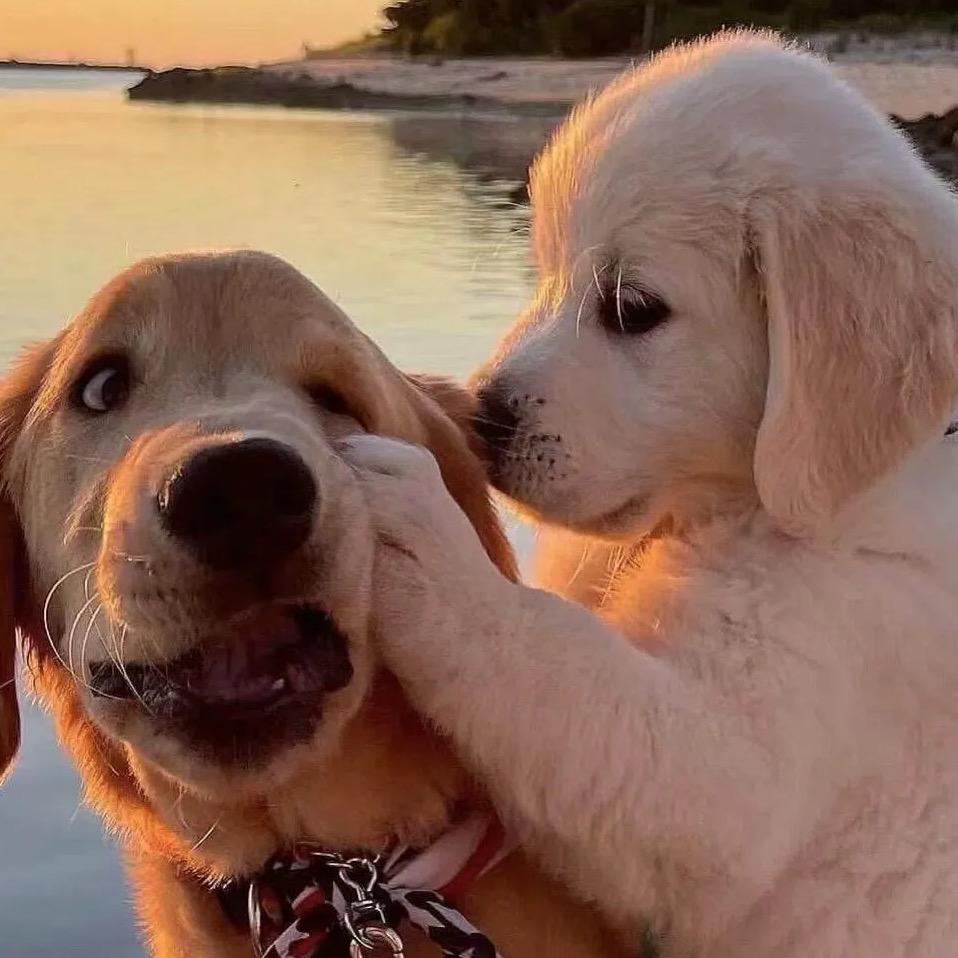 ᥫᩣ、四喜丸子