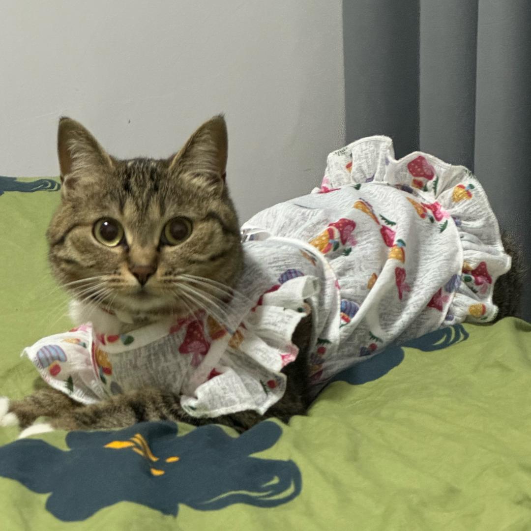 菲儿（猫主子的日常）