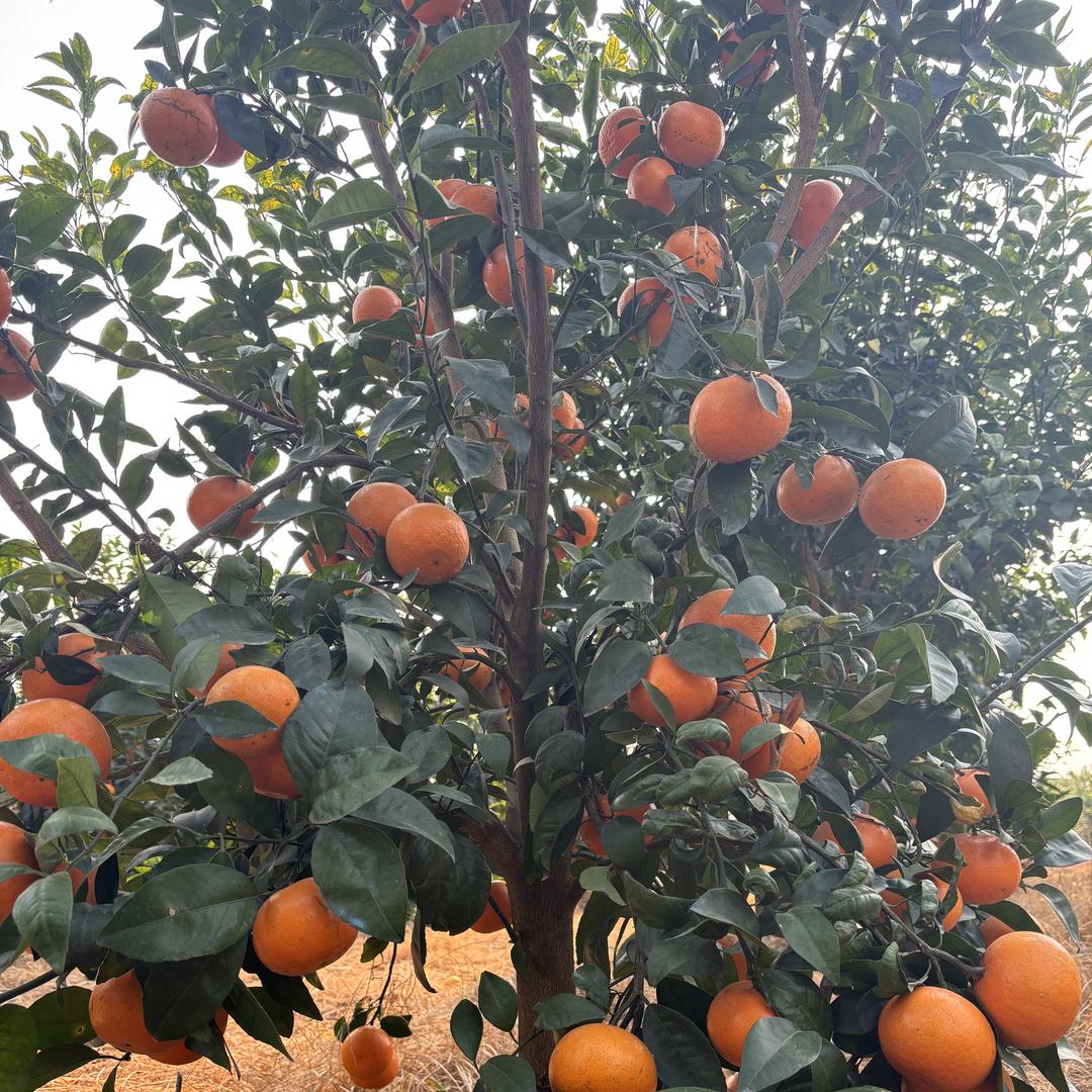 老莫果蔬种植园