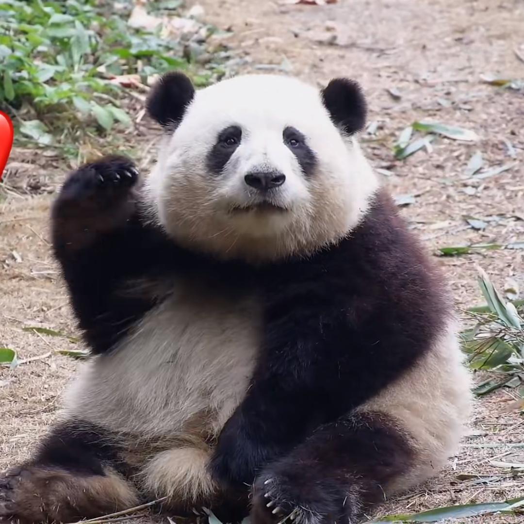 胖达日记