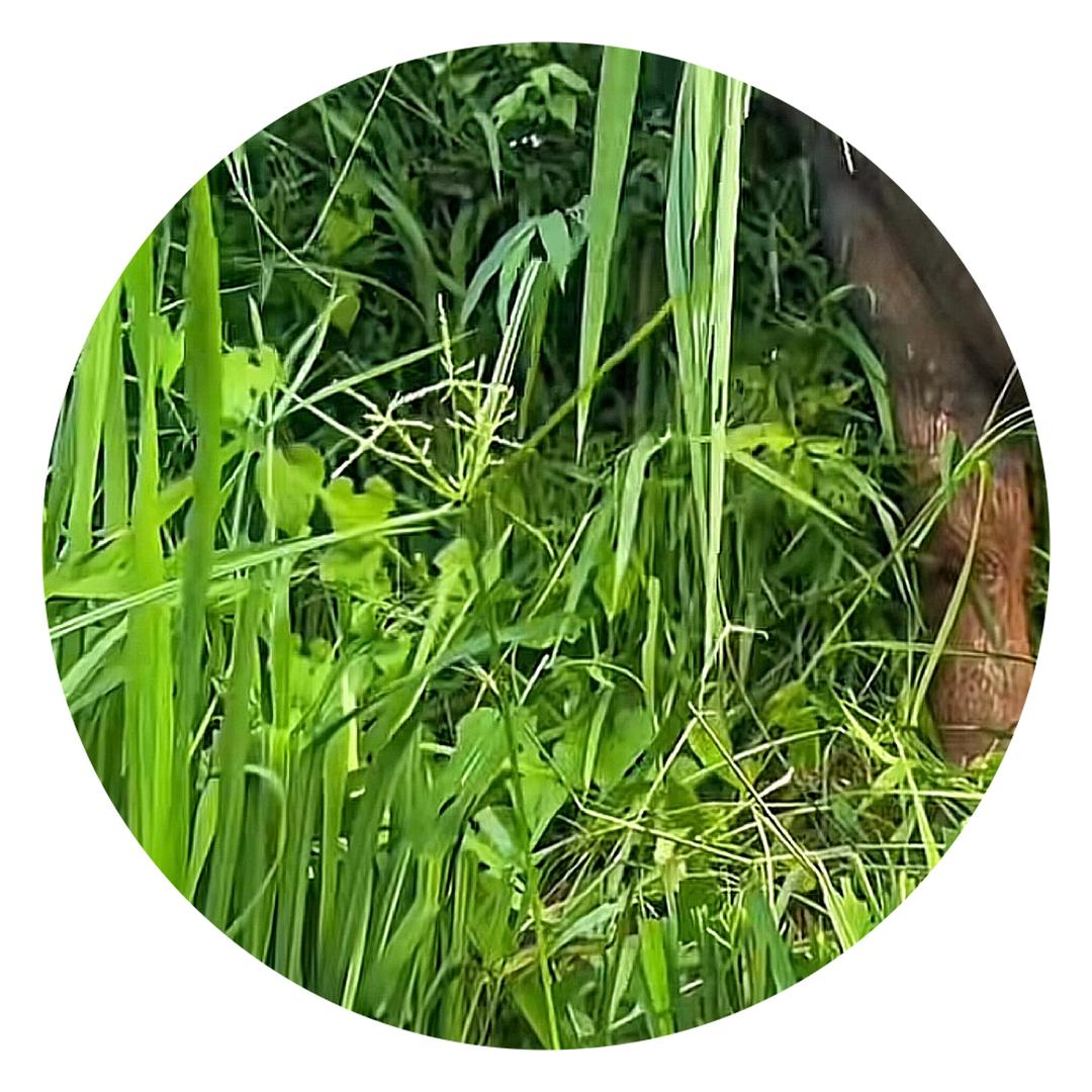 深菱📷