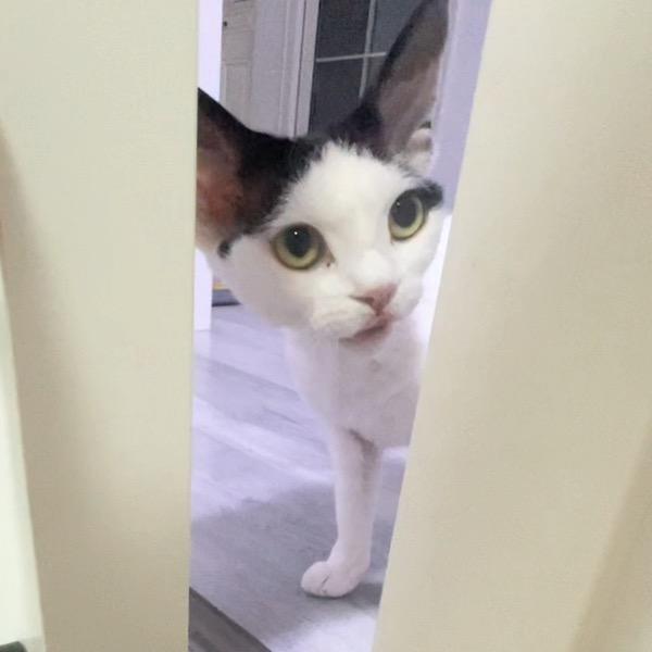 花卷是只猫