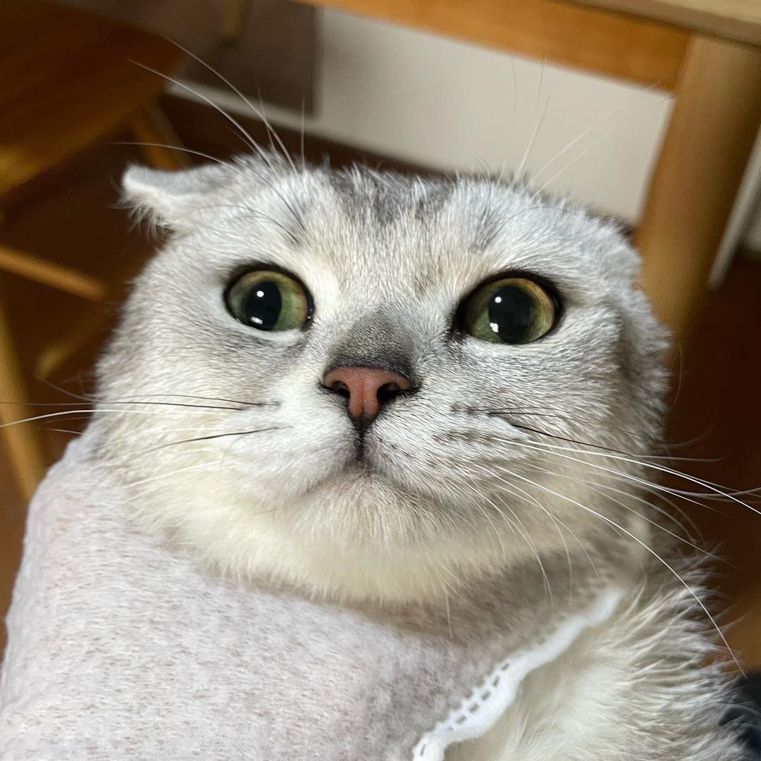 呆宝吃不饱