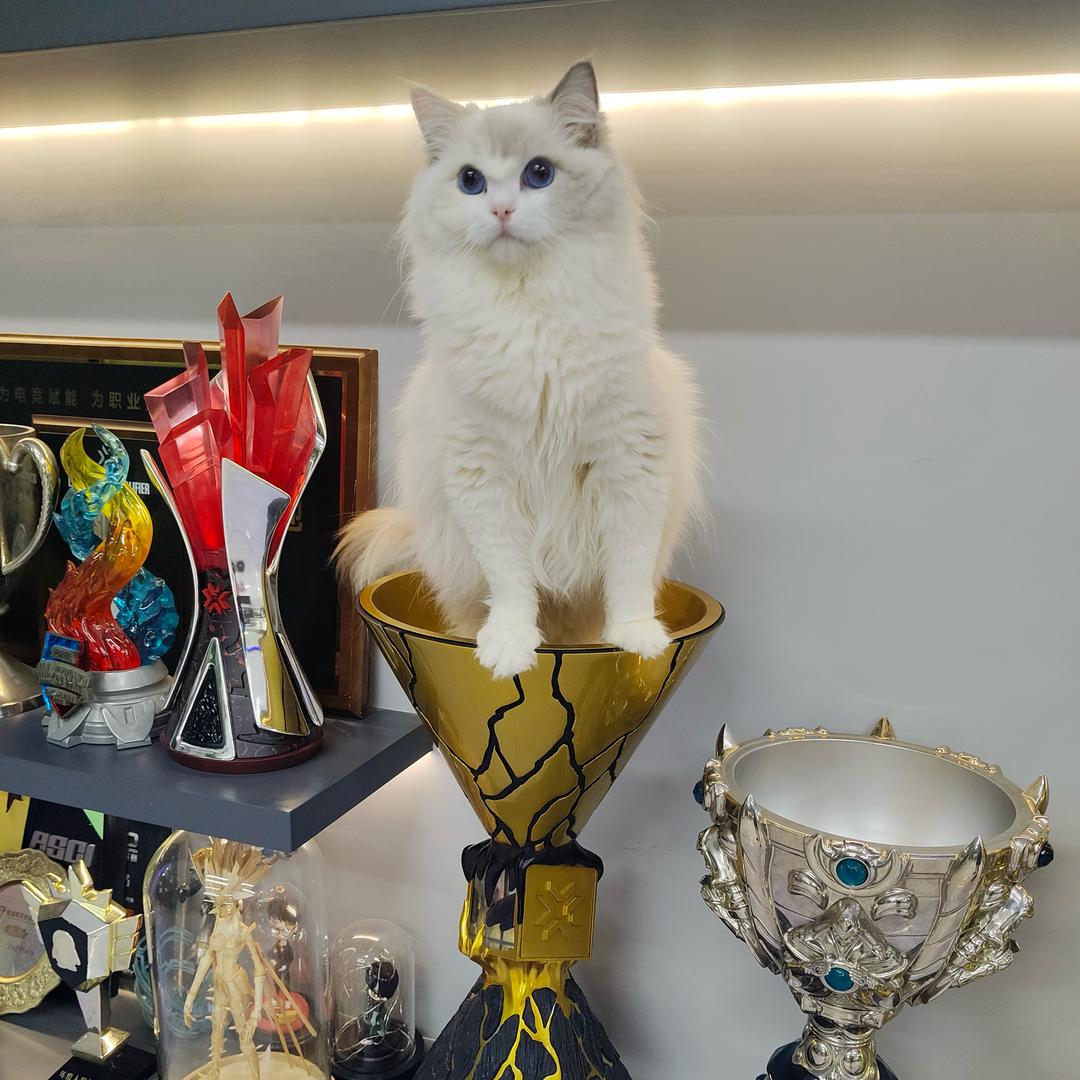E-CatsClub电力猫猫俱乐部
