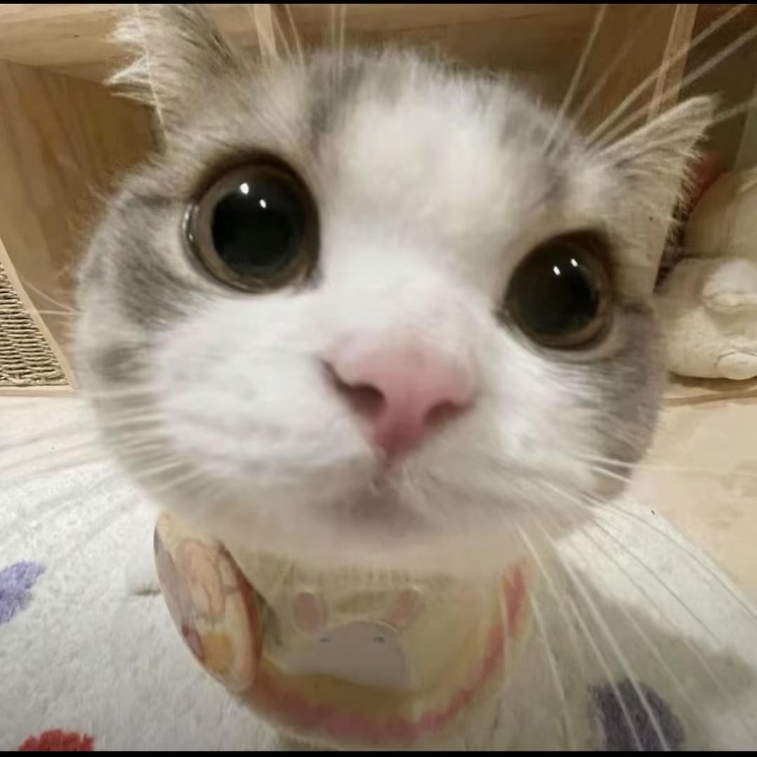 紫菜猫