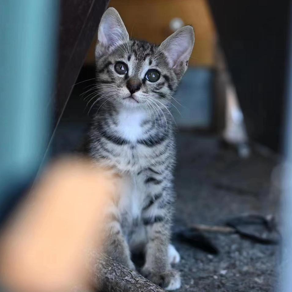 小七是只猫.