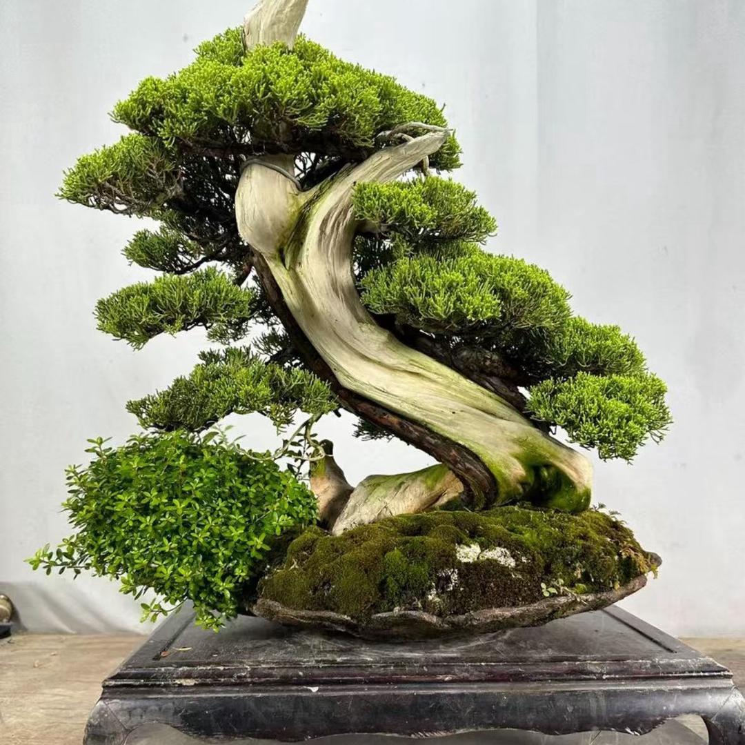 上海张雨玩盆景.