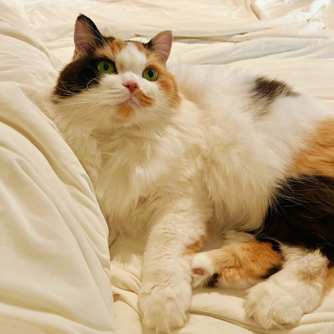 有只爱我的猫