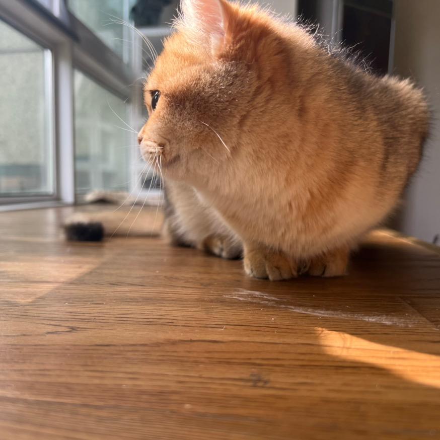 土豆和他的猫猫们