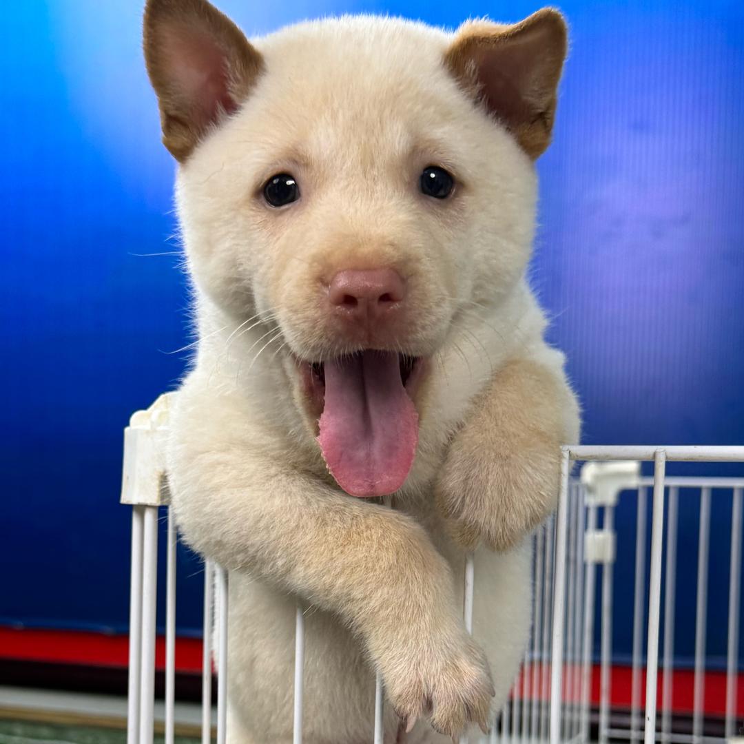 梵梵土松犬