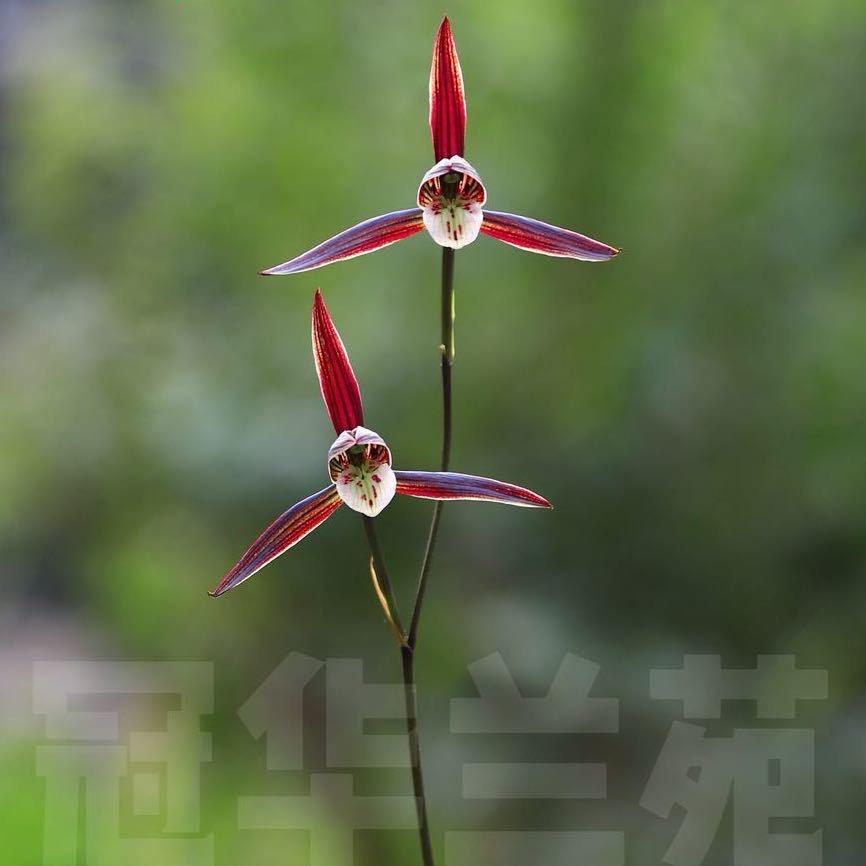 冠华兰苑（寒兰栽培）