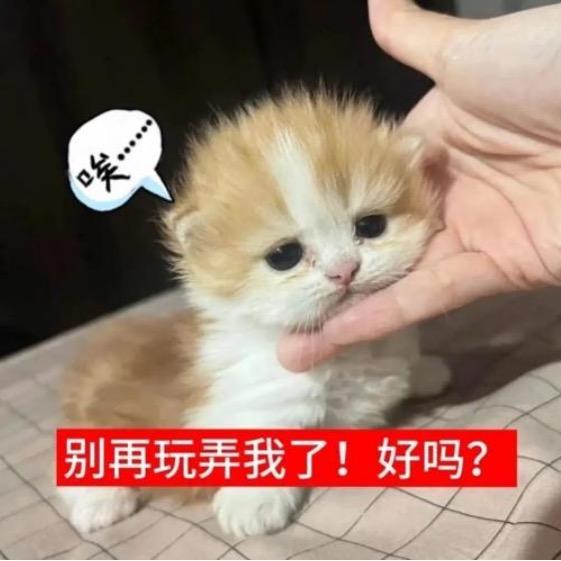 油炸母蟑螂好美味❤️‍🔥