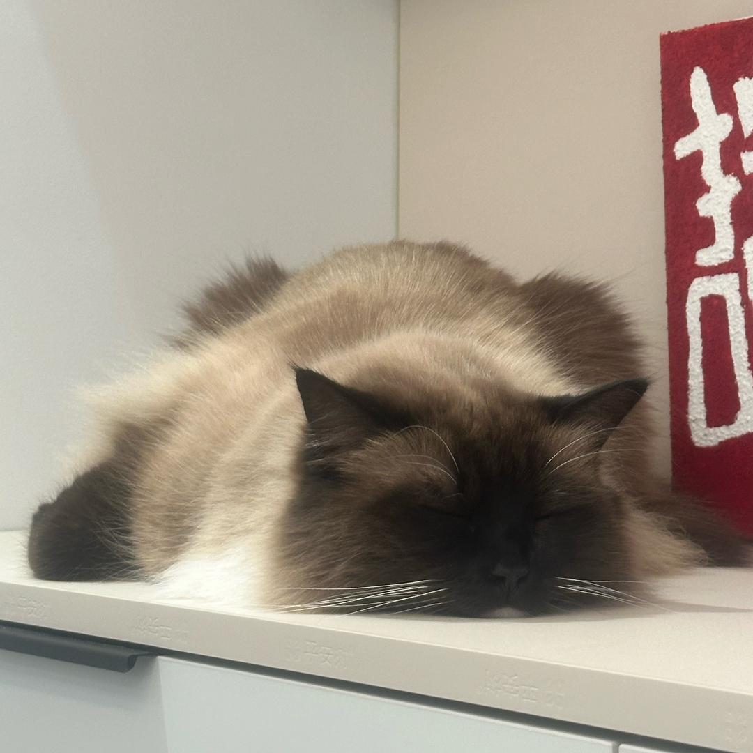 我要两颗西柚🍮