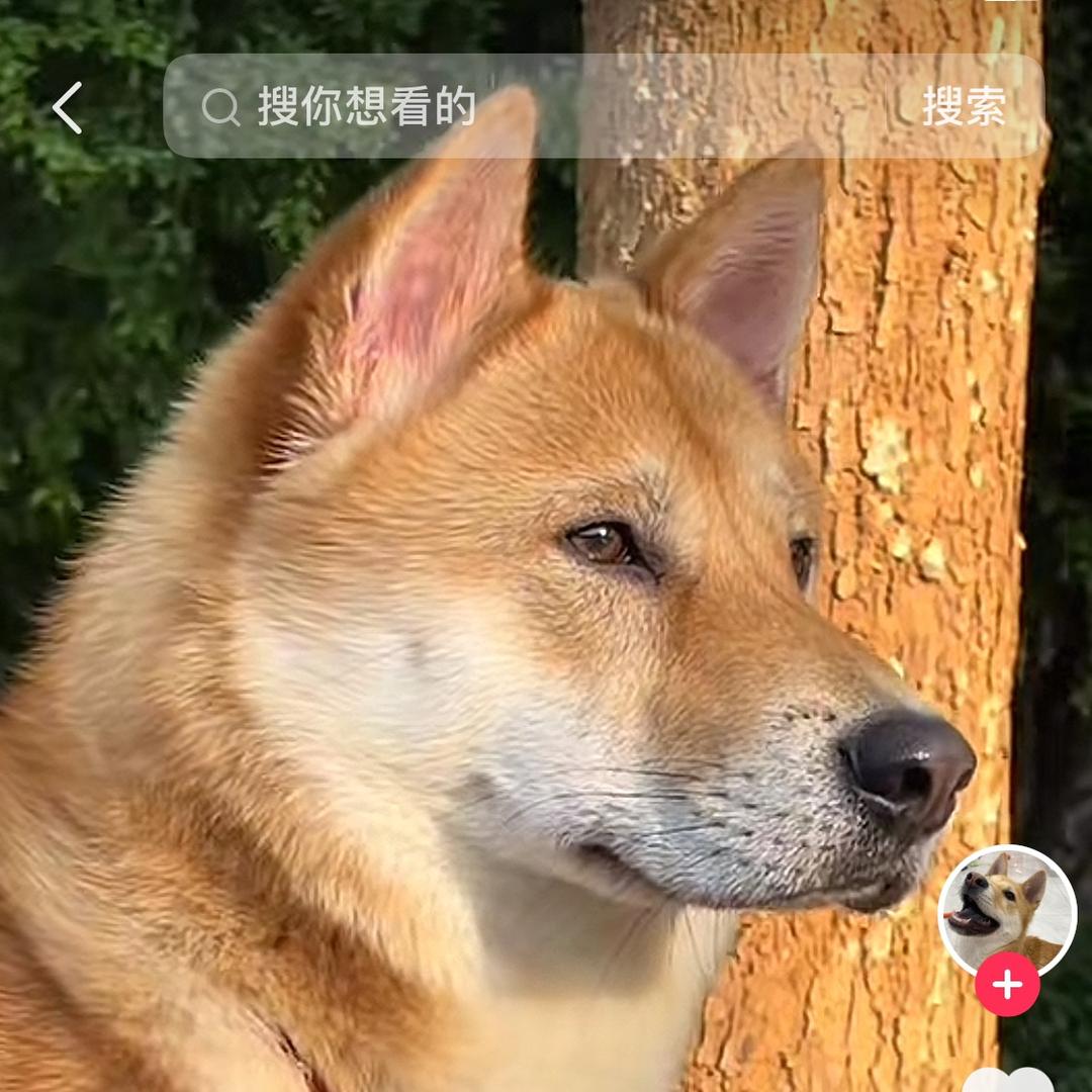 广西中华犬（繁殖基地)