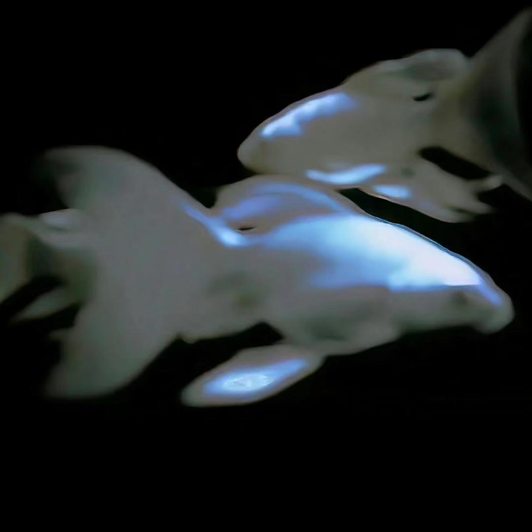 章鱼烧塔塔酱🐙