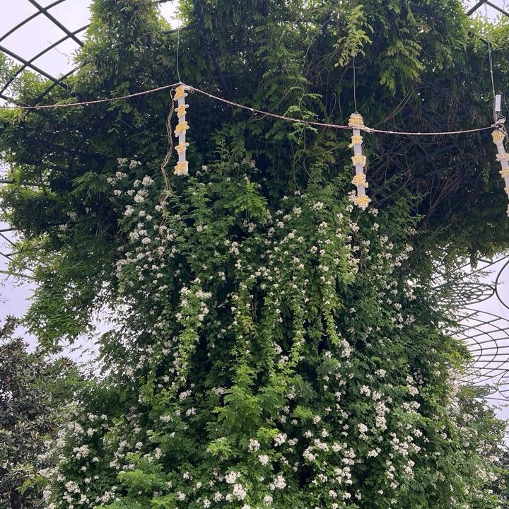 小英🍒