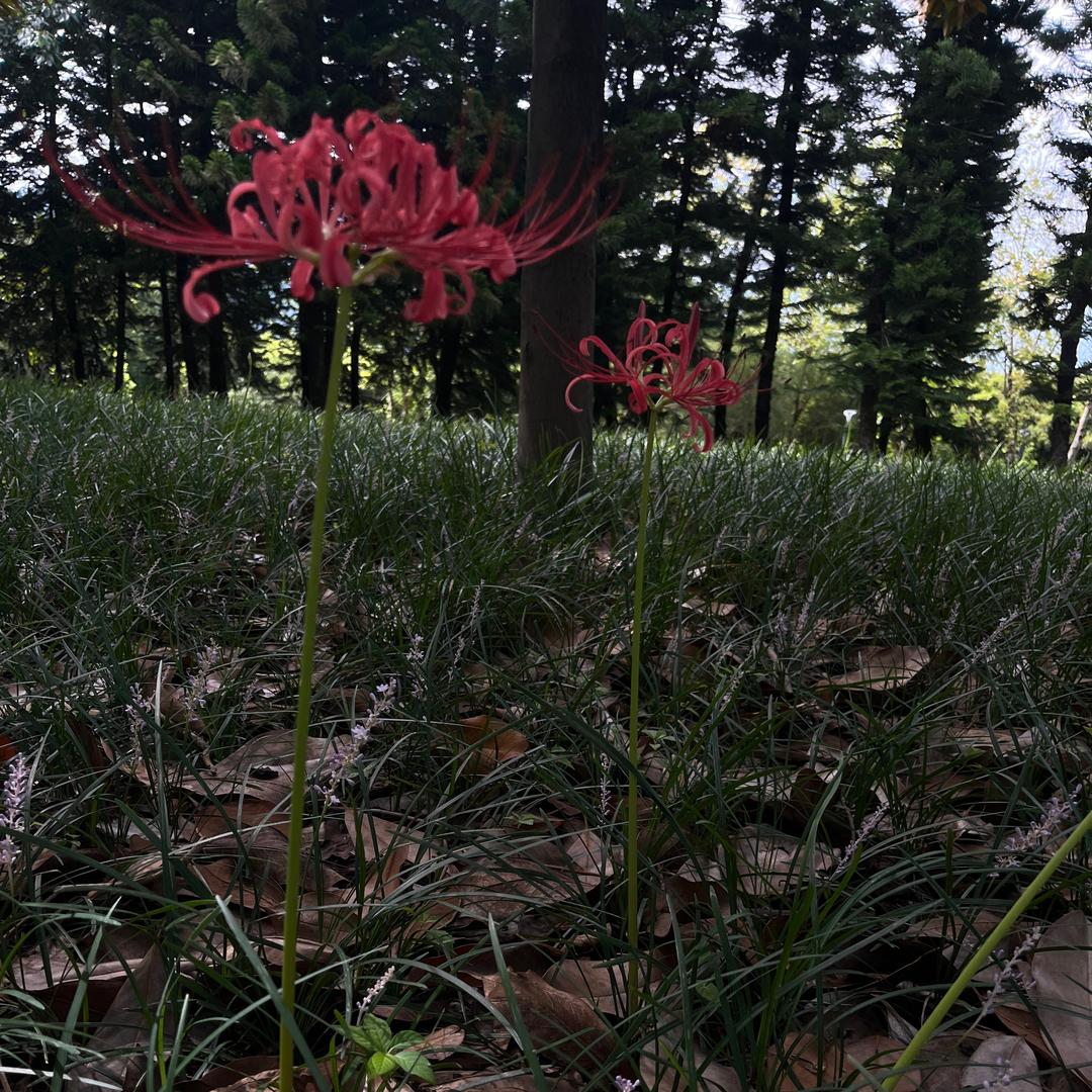 果粒橙