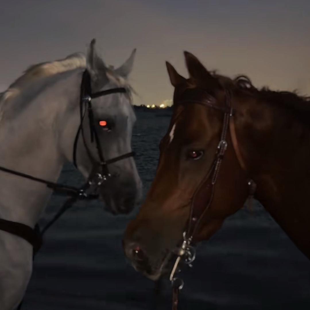 赛马直播🐎🐎