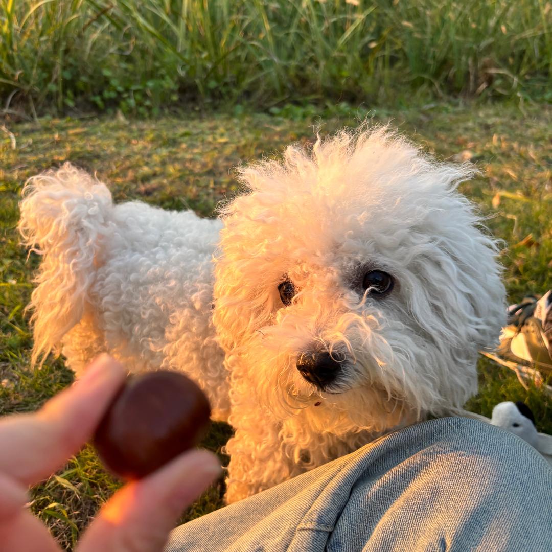 啾啾是只小比熊