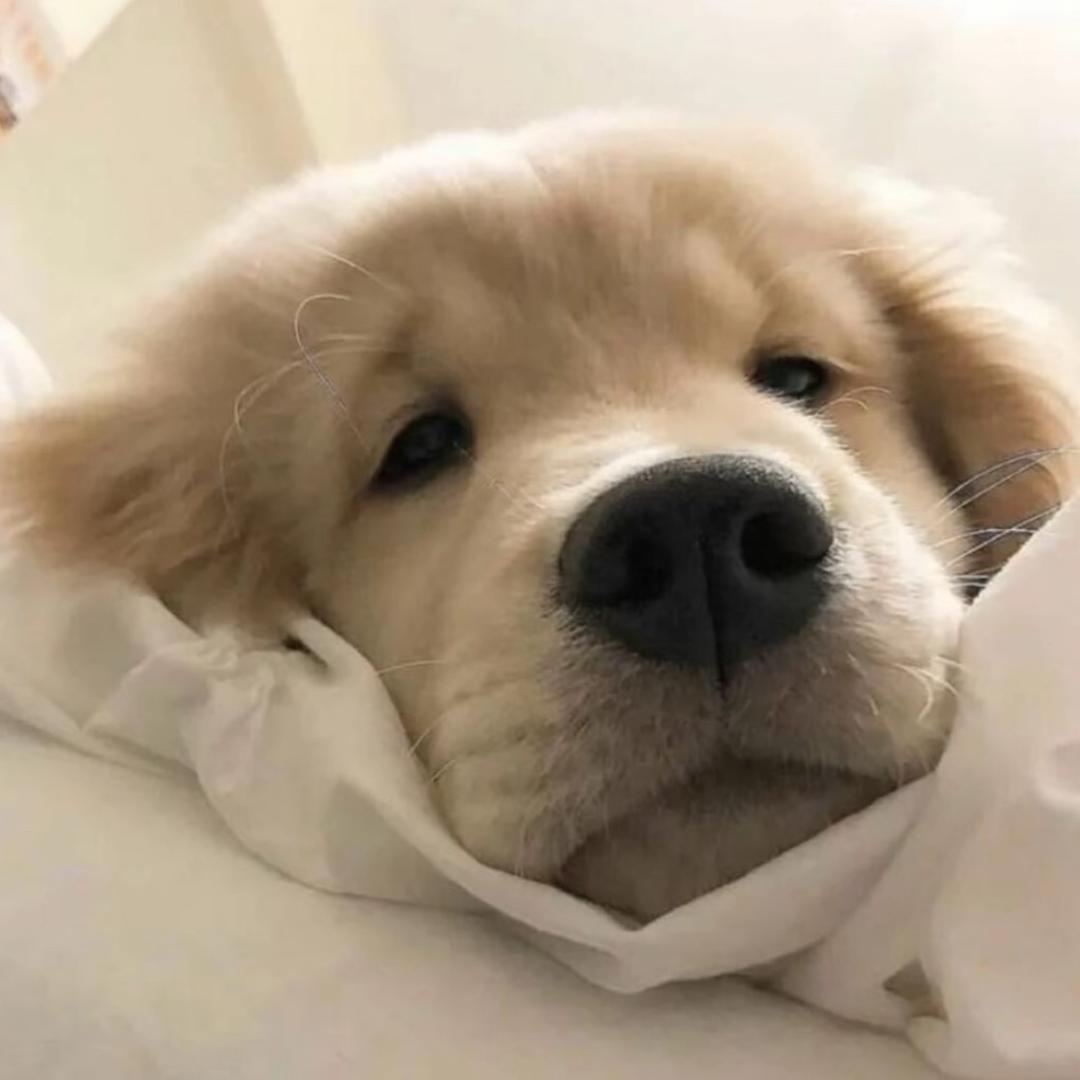 🐾
