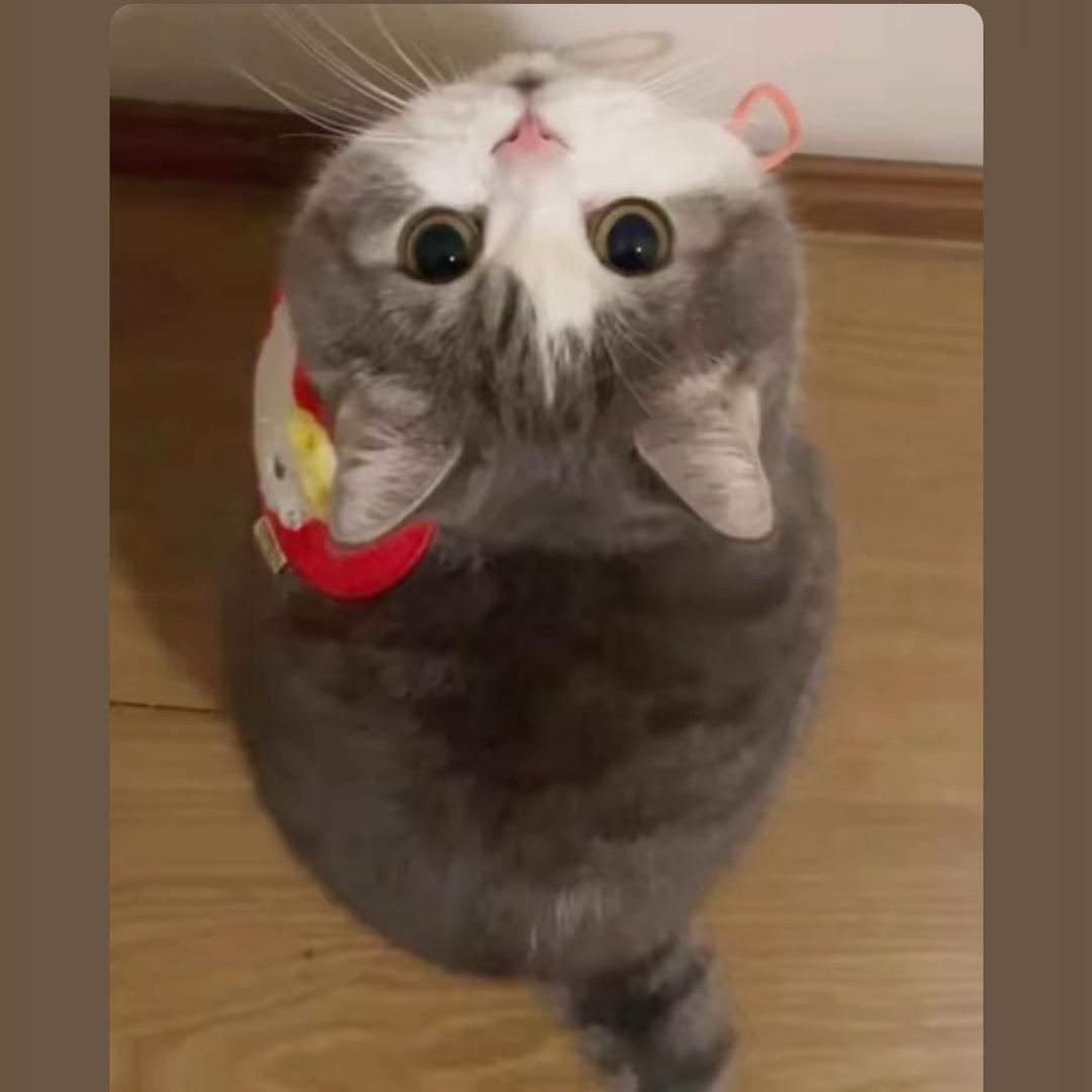 不吃猪肉的小咸鱼