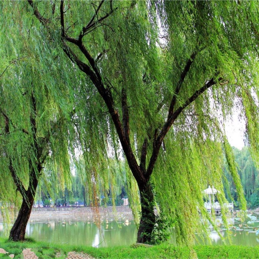 幸福触手可及777头像