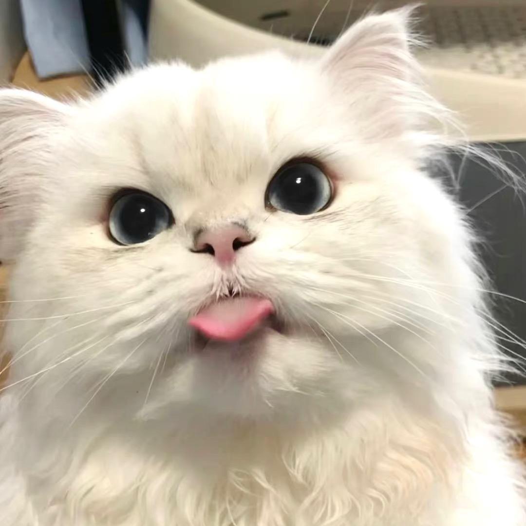 7崽