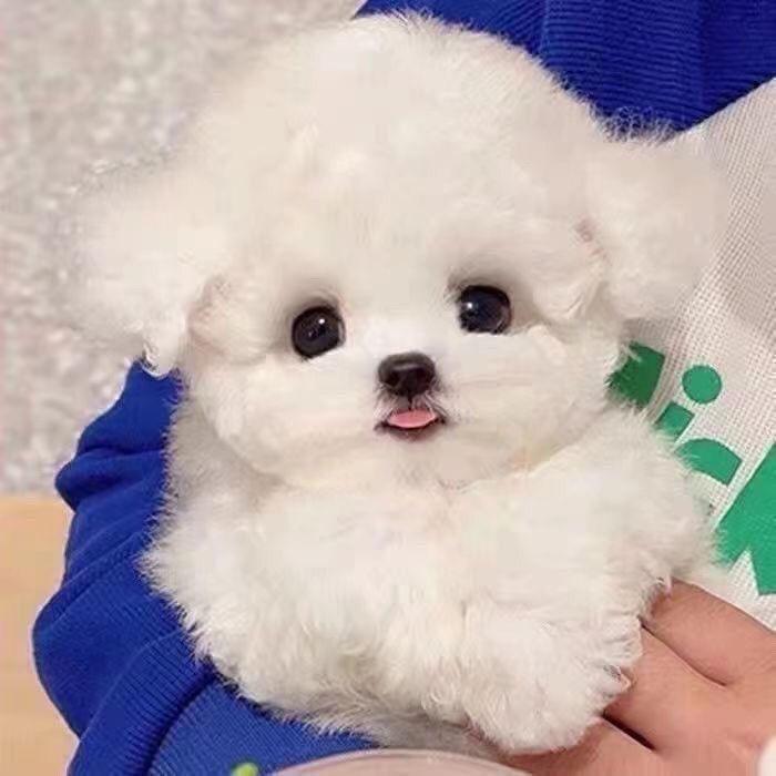 贝宠小铺小跟班