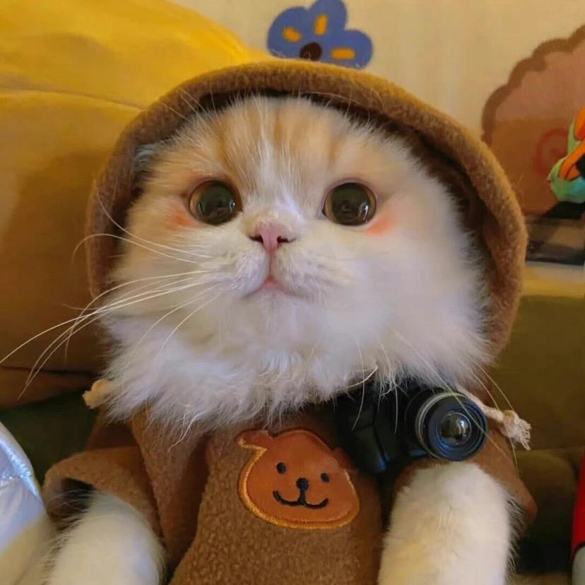 爱吃香菜的香菜❤️