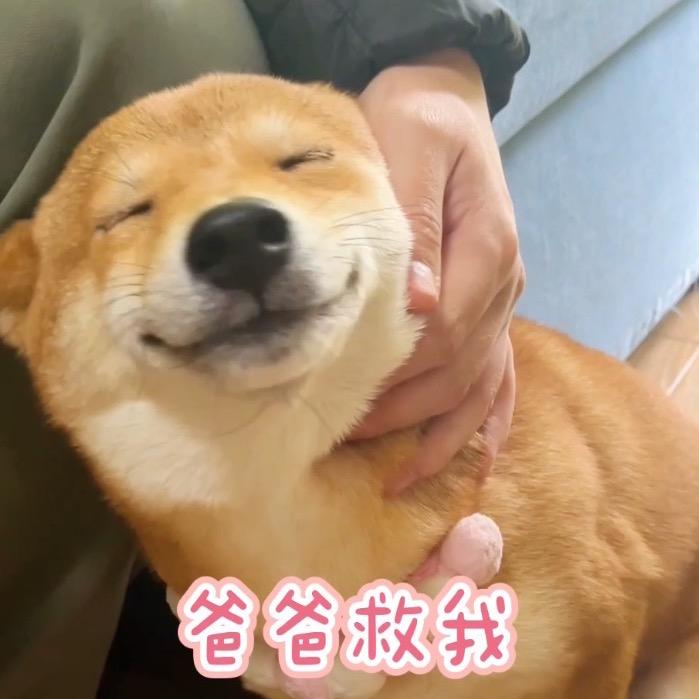 maki吃货小柴