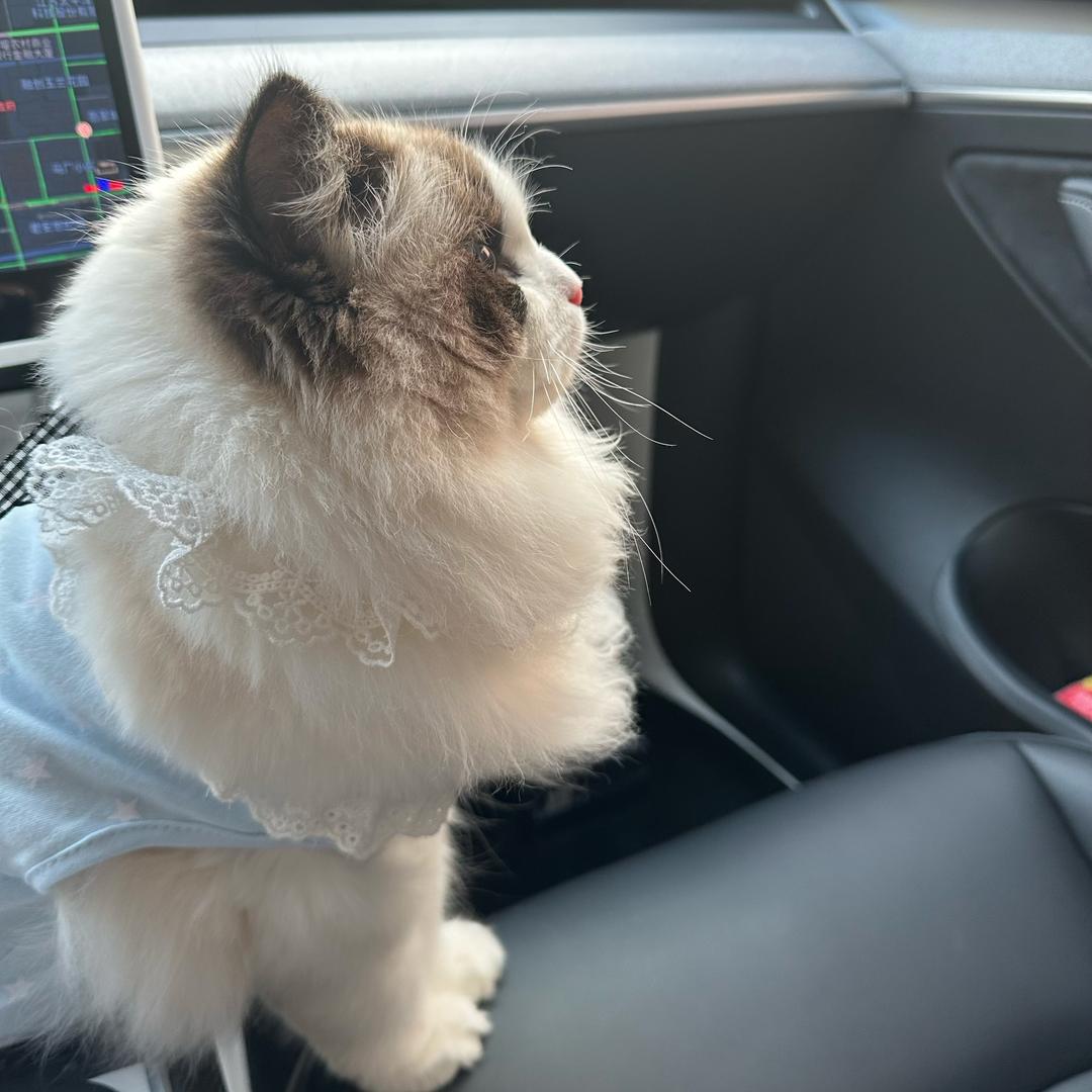 阿吉（三角洲跑刀）