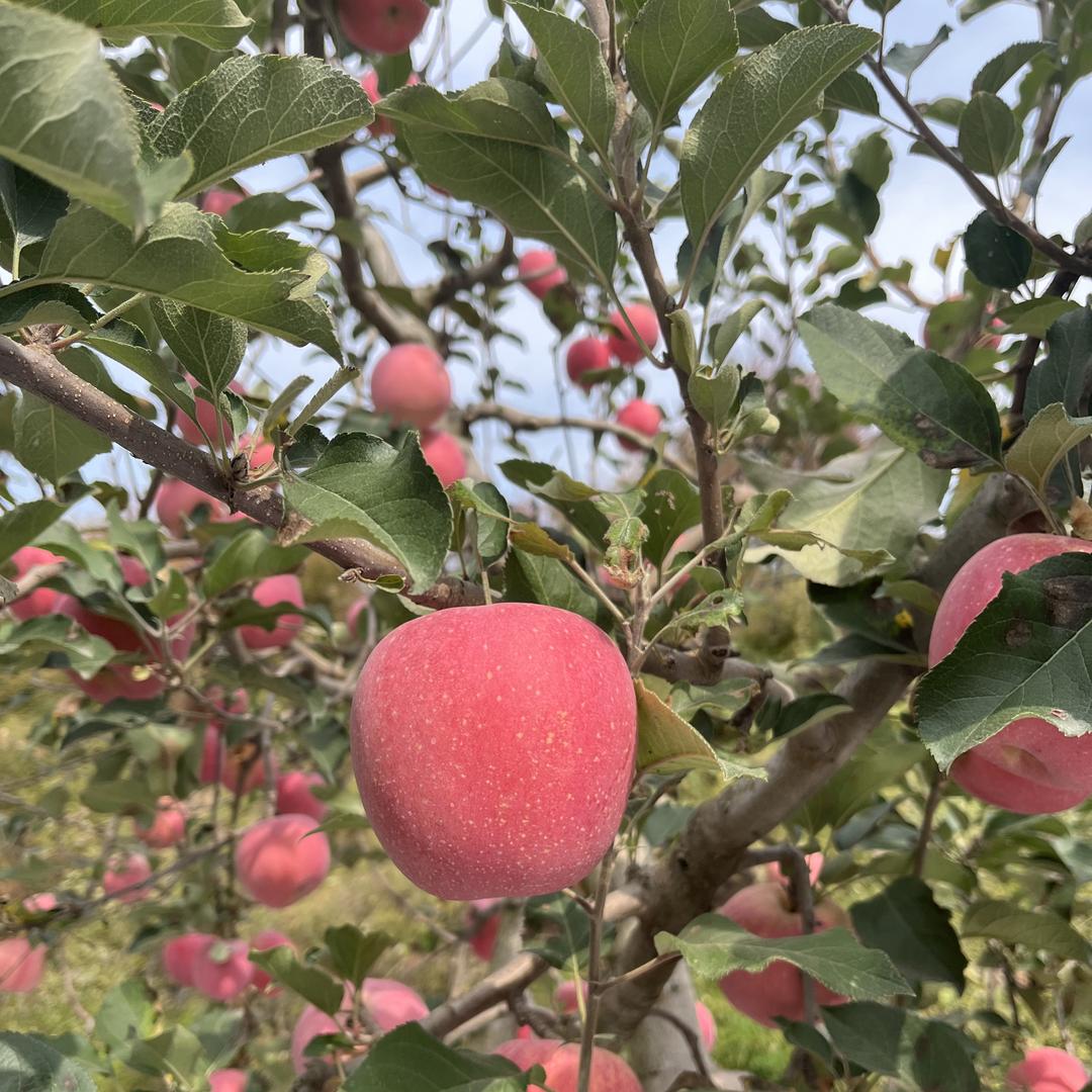 二师兄众惠甄选