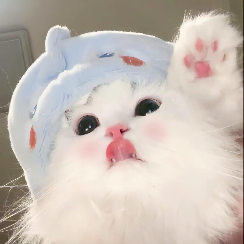 嘟嘟嘟🐈