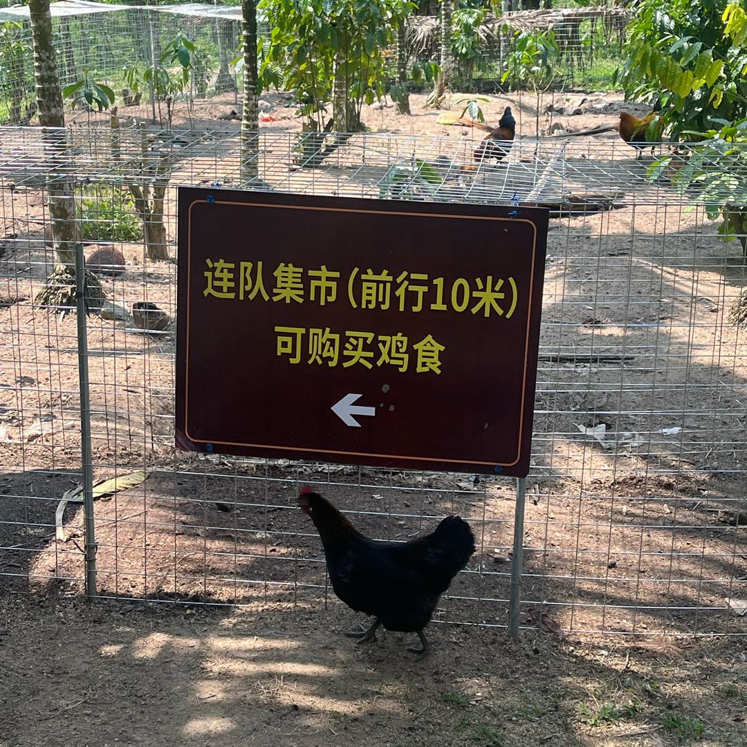 海南小超梦y