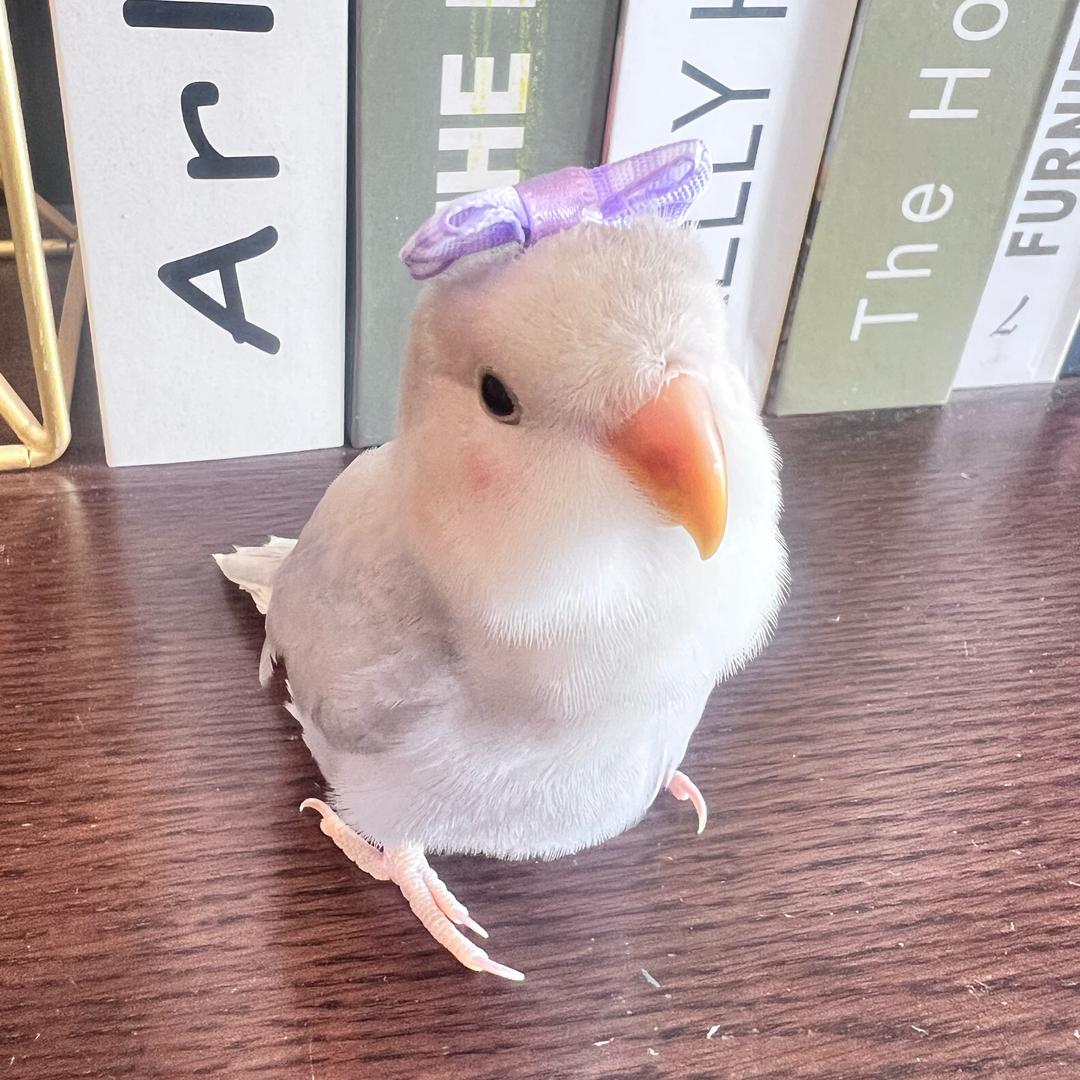 甜妹点点🐣