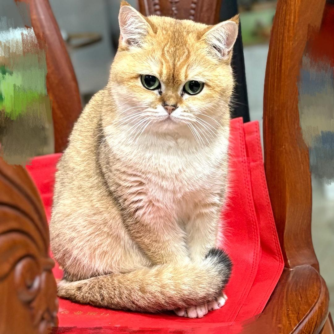 可可尼尼