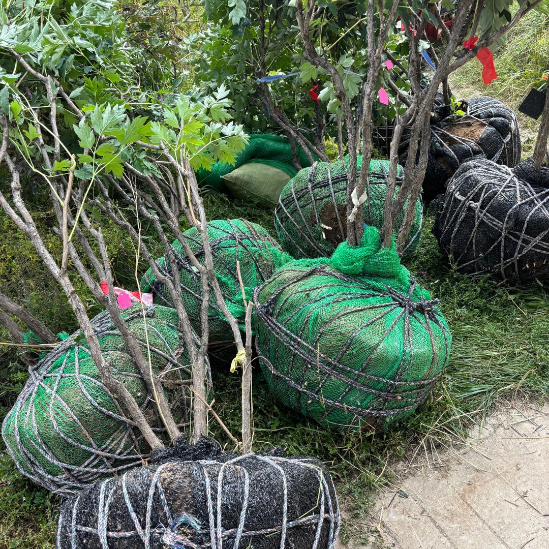 兰州天香园艺～陈富贵